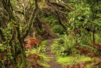 Winding forest path surrounded by green nature, ferns and moss-covered laurel trees, Madeira,