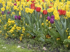 A flower bed with red and purple tulips and yellow daffodils in a meadow, Borken, westphalia,