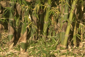 Dense and thick Bamboo plantation, Okayama friendship garden P. L. Deshpande garden Sinhgarh Tanaji