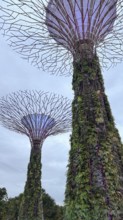 Two tall supertrees with vegetation at dusk under a cloudy sky, singapore