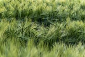 Green grain field (barley, Hordeum vulgare) with ears gently swaying in the wind, full-format,