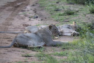 Lioness and lion (Panthera leo) pair, Qwabi Private Game Reserve, Biosphere Reserve, Limpopo, South