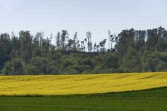 Landscape near Kassel, rape field and forest