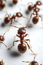 A close-up image captures several ants on a white surface. The central ant is in sharp focus,