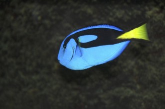 Blue regal tang fish, Green Island, Cairns, Queensland, Australia, Oceania