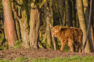 One Highland calf (Bos primigenius) taurus) stands at a forest edge