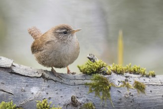 Wren (Troglodytes troglodytes) sitting on a moss-covered branch. Peace and closeness to nature,