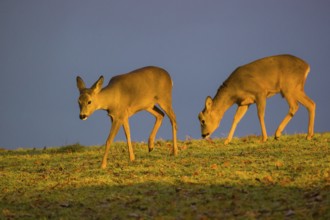 A female and a male roe deer (Capreolus capreolus) run across a meadow at sunrise
