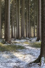 Lightly snow-covered coniferous forest, Zellwald near Altzella, Nossen, Saxony, Germany, Europe