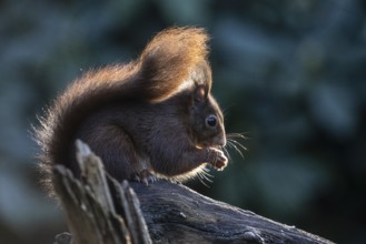 Squirrel (Sciurus vulgaris), Emsland, Lower Saxony, Germany, Europe