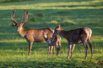 An Altai maral stag and two hind Altai wapiti or Altai elk (Cervus canadensis sibiricus) stand in a