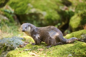 Eurasian otter (Lutra lutra) on a rock in the bavarian forest, Bavaria, Germany, Europe