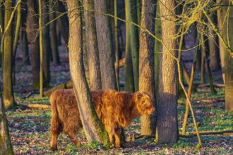 One Highland calf (Bos (primigenius) taurus) walks through a forest