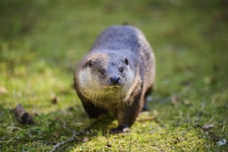 Eurasian otter (Lutra lutra) on a meadow in the bavarian forest, Bavaria, Germany, Europe