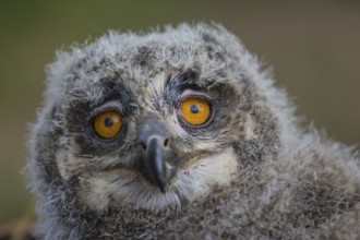Portrait of an juvenile Eurasian Eagle Owl, Bubo bubo. Green vegetation in the background