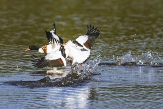 Common Shelduck, Tadorna tadorna birds in fight on water