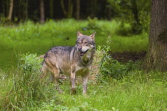 An adult male eurasian gray wolf (Canis lupus lupus) stands at the edge of the forest and watches
