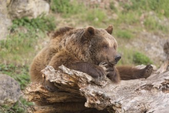 Eurasian brown bear (Ursus arctos arctos) resting on a log. Grass in the background