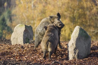 Two wild boar or wild pig (Sus scrofa) fight on an opening