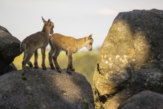 Two baby ibex (Capra ibex) playing between rocks. Some green vegetation around and a forest in the