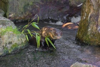 A giant otter or giant river otter (Pteronura brasiliensis) sits in the shallow water of a river