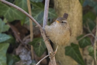 A wren (Troglodytes troglodytes) sits quietly on a branch against a natural background, Hesse,
