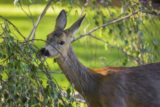 A female roe deer (Capreolus capreolus) eats fresh leaves from a tree