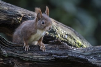 Squirrel (Sciurus vulgaris), Emsland, Lower Saxony, Germany, Europe