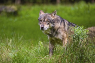 An adult male eurasian gray wolf (Canis lupus lupus) stands at the edge of the forest and watches