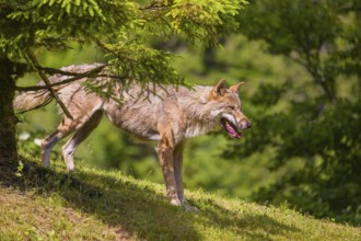 An adult male eurasian gray wolf (Canis lupus lupus) stands on a green meadow on hilly terrain,
