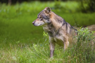 An adult male eurasian gray wolf (Canis lupus lupus) stands at the edge of the forest and watches