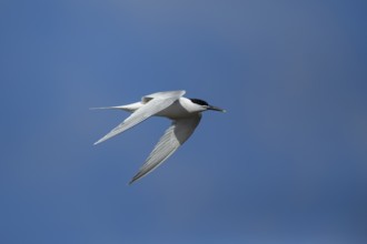Sandwich tern (Thalasseus sandvicensis) adult bird flying in the summer, England, United Kingdom,