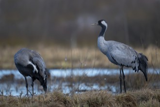 Common crane (Grus grus), Hornborga, Sweden, Europe