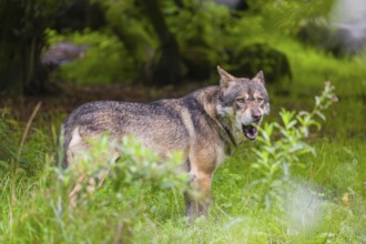 An adult male eurasian gray wolf (Canis lupus lupus) stands at the edge of the forest and watches
