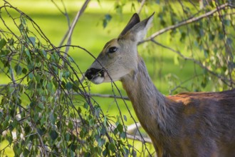 A female roe deer (Capreolus capreolus) eats fresh leaves from a tree