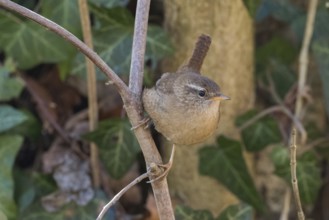 A wren (Troglodytes troglodytes) sits gracefully on a branch against a natural background, Hesse,