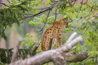 A Eurasian lynx (Lynx lynx) sits in a tree watching something