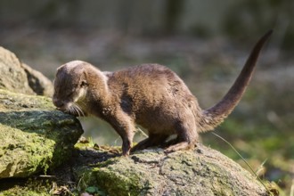 Eurasian otter (Lutra lutra) on a rock in the bavarian forest, Bavaria, Germany, Europe