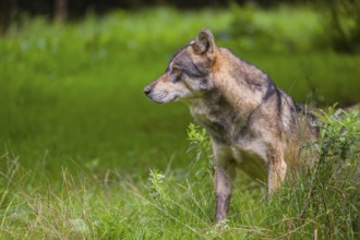 An adult male eurasian gray wolf (Canis lupus lupus) stands at the edge of the forest and watches