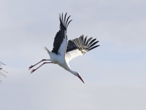 Weißstorch (Ciconia ciconia), Nistplatz, Hessen, Deutschland