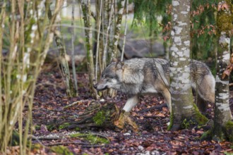 A male gray wolf (Canis lupus lupus) runs across a forest in low light