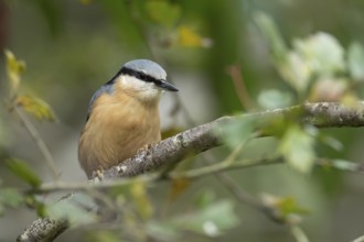 Eurasian nuthatch (Sitta europaea) adult bird on a tree branch in a woodland, England, United