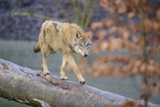 Wolf (Canis lupus), carefully balancing on a tree trunk in an autumn environment, Germany, Europe