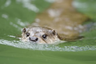 An otter swims in the green water and looks attentively, otter (Lutra lutra), Bavarian Forest
