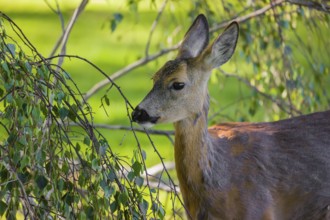 A female roe deer (Capreolus capreolus) eats fresh leaves from a tree