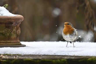European robin (Erithacus rubecula) in the snow, Bavaria, Germany, Europe