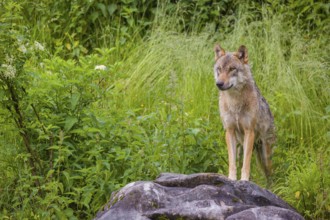 A eurasian gray wolf (Canis lupus lupus) stands on a rock, watching something