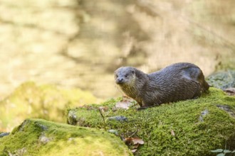 Eurasian otter (Lutra lutra) on a rock in the bavarian forest, Bavaria, Germany, Europe