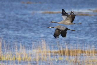 Crane (Grus grus), Hornborgorsjön, Sweden, Europe