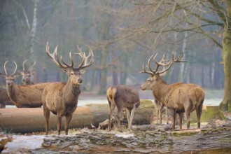 Red deer (Cervus elaphus), several deer in the forest with antlers, surrounded by tree trunks,